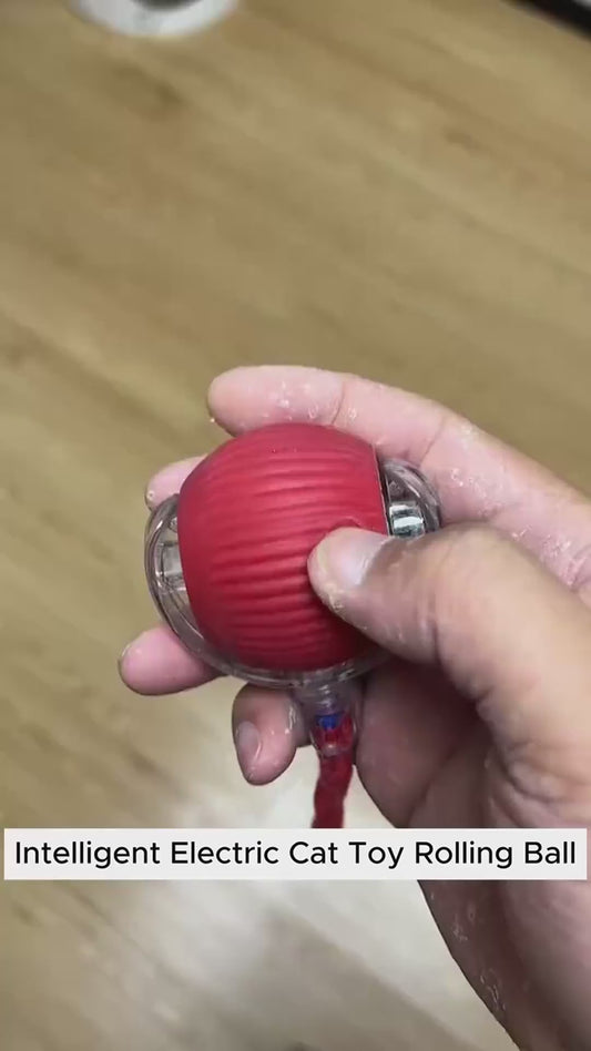 CAT TEASING ROLLING BALL